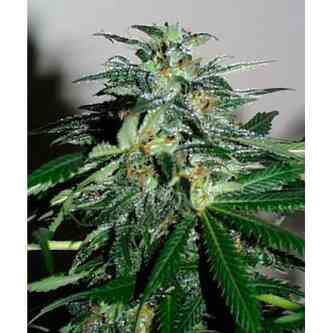 Cristal Paradise > KC Brains | Feminisierte Hanfsamen  |  Hybrid